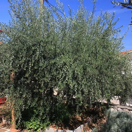 Mavarstica 8439a * טרוגיר